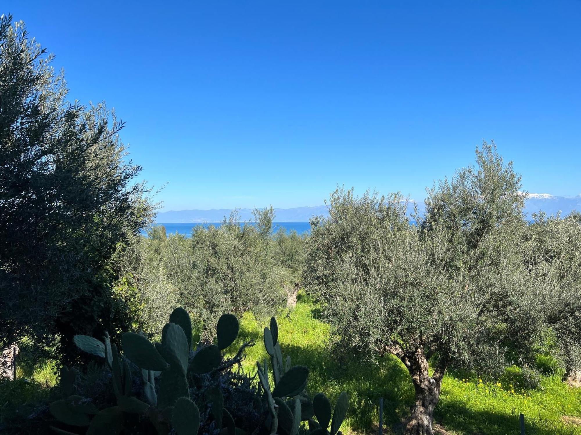 Peaceful Amongst Olive Groves By The Sea Holiday home *