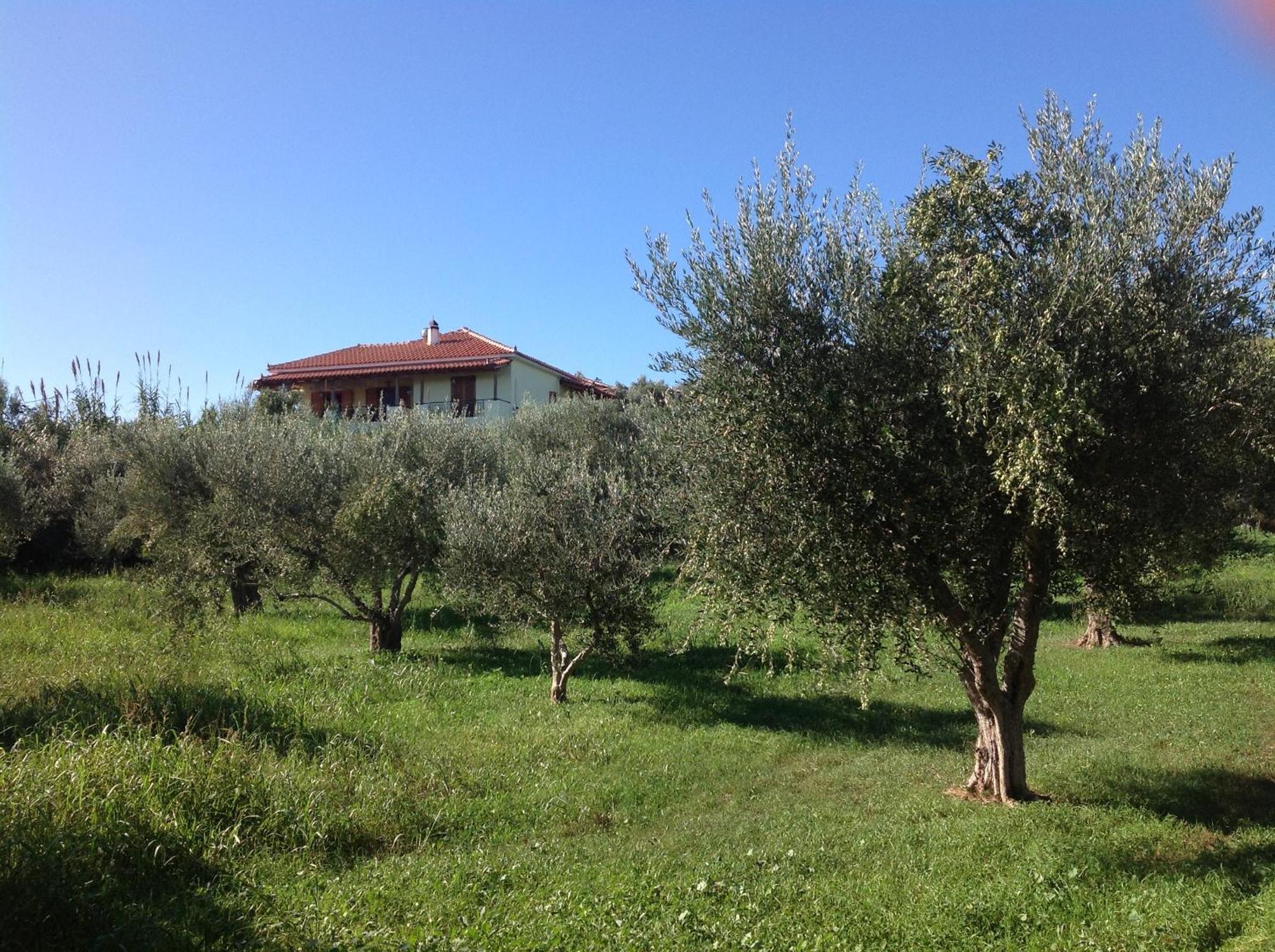 Peaceful Amongst Olive Groves By The Sea * Koroni (Messinia)
